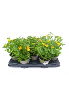 LANTANA MONTEVIDENSIS...