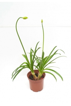 AGAPANTHUS LILA 4L (alt:...
