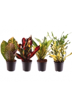 CROTON MIX C-7 (alt: 20cm)...