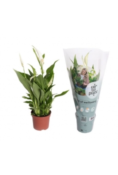 SPATHIPHYLLUM MINI C-9...