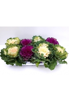 COLES MIX C-13 (alt:...