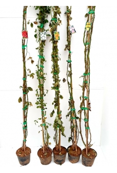 ROSAL TREPADOR MIX C-14...