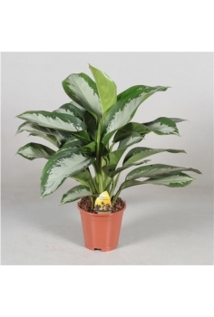 AGLAONEMA C-17 (60cm)...