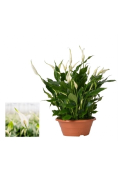 SPATHIPHYLLUM TARRINA C-23...