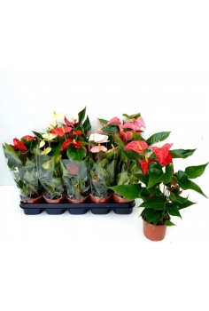 ANTHURIUM MIX C-12 (alt:...
