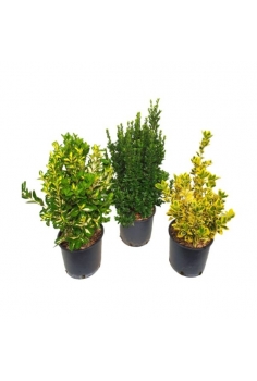 EUONYMUS 5L MIX (alt:...