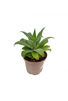 AGAVE ATTENUATA 5L...