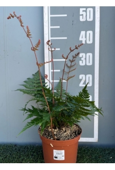 DRYOPTERIS COMPACTA 3L...