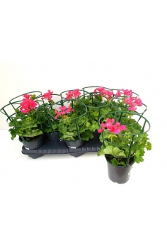 GERANIO REY BALCÓN FUCSIA...