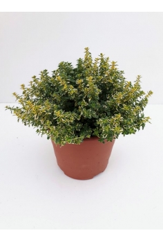 THYMUS CITRODORUS 2.5L...