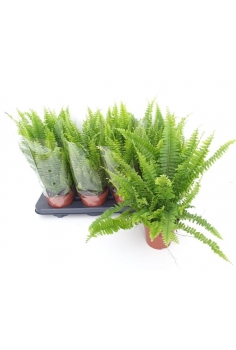 NEPHROLEPSIS C-12 (alt:...