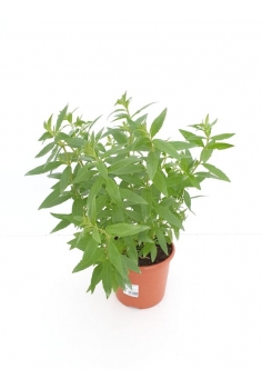 MARIALUISA C-15 (40cm)...