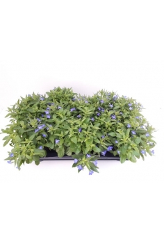 LOBELIA C-13 (20cm)...