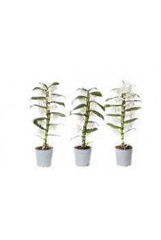 DENDROBIUM BLANCO C-12 / 1...