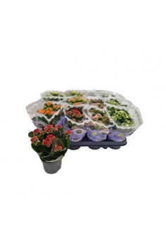 KALANCHOE FLOR DOBLE MIX C-9