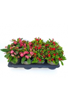 EUPHORBIA ESPINA MIX C-12...