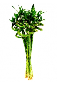 LUCKY CAÑA ESPIRAL (alt:...