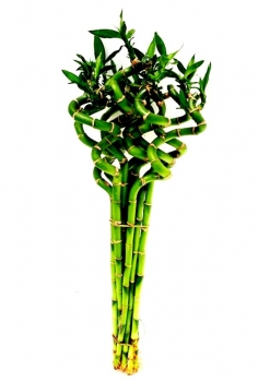 LUCKY CAÑA ESPIRAL (alt:...