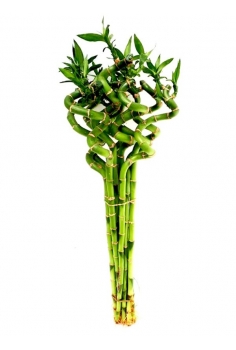 LUCKY CAÑA ESPIRAL (alt:...