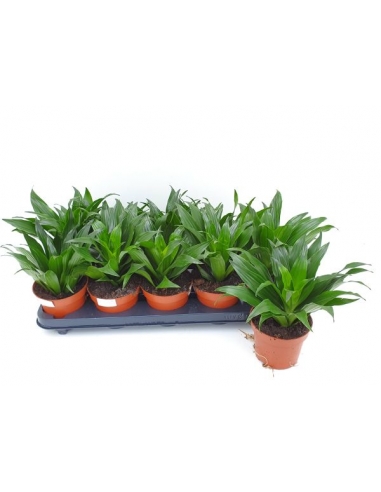 DRACENA COMPACTA C-12 (25cm)...