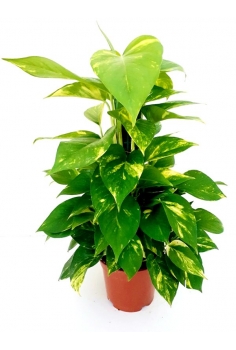 POTHOS GOLDEN TUTOR C-16...
