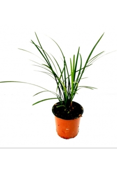 LIRIOPE MUSCARI C-13...