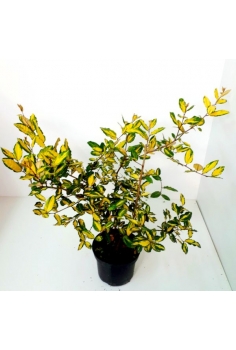 ELEAGNUS PUNGENS 3L...