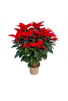 POINSETTIA 5L (altura: 80cm...