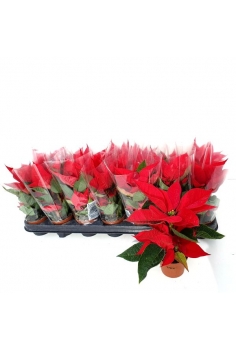 POINSETTIA MINI C-7 (15cm)...