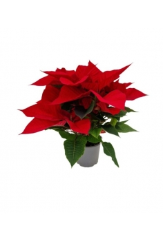 POINSETTIA C-12 (28cm)...