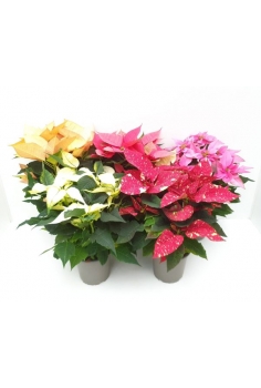 POINSETTIA COLOURS C-14...