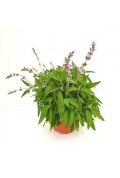 SALVIA AROMÁTICA 2.5L...