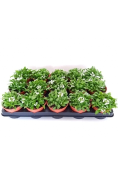 ALYSSUM BLANCO C-11 (alt:...