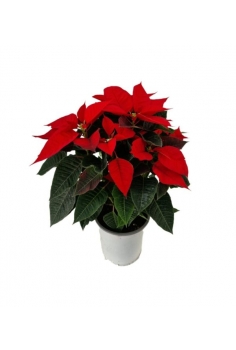 POINSETTIA C-13 (alt: 40cm)...