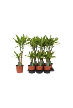 DRACENA GOLD COAST C-17 / 2...