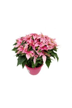 POINSETTIA PRINCETTIA ROSA...