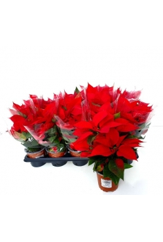 POINSETTIA MULTIFLORA C-11...