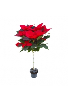 POINSETTIA COPA C-17 (80cm)...