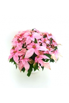 CENTRO POINSETTIA...