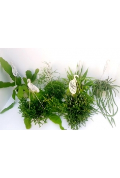 RIPSALIS MIX C-15 (30cm)...