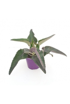 KALANCHOE DAIGREMONTIANA...