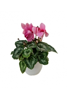 CYCLAMEN TARRINA ROSA C-22...