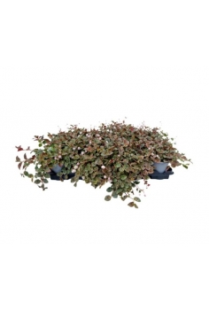 POLYGONUM C-11 (alt:...