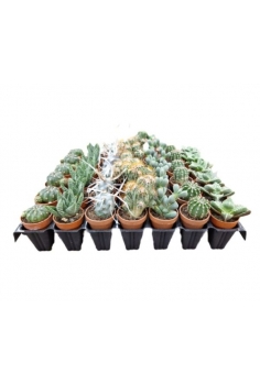 CACTUS MIX C-3,5cm (5cm)...