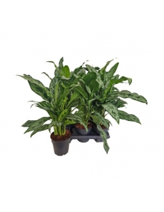 AGLAONEMA C-14 (alt: 50cm)...