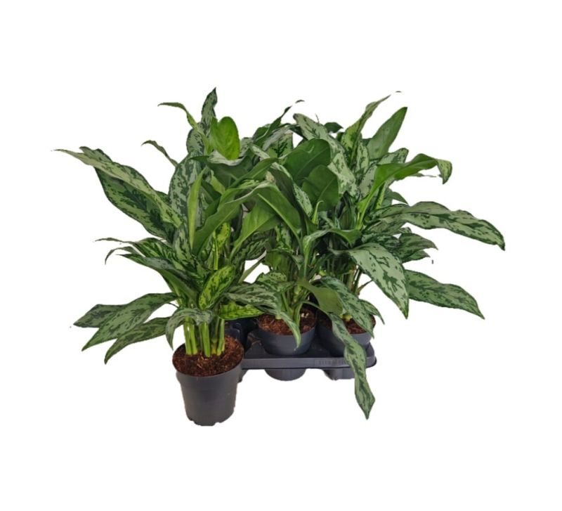 AGLAONEMA C-14 (alt: 50cm)...