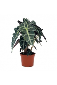 ALOCASIA POLLY C-17 (alt:...