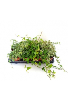 HEDERA MIX C-13 (alt: 20cm)...