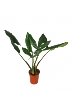 ALOCASIA ZEBRINA 10L (alt:...