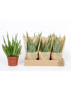 ALOE VERA C-12 (alt: 25cm)...